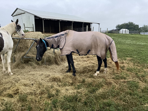 Do fly sheets really help horses during fly season?