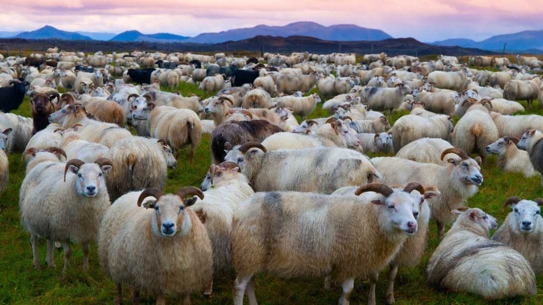 Icelandic Sheep Roundup Coming Up