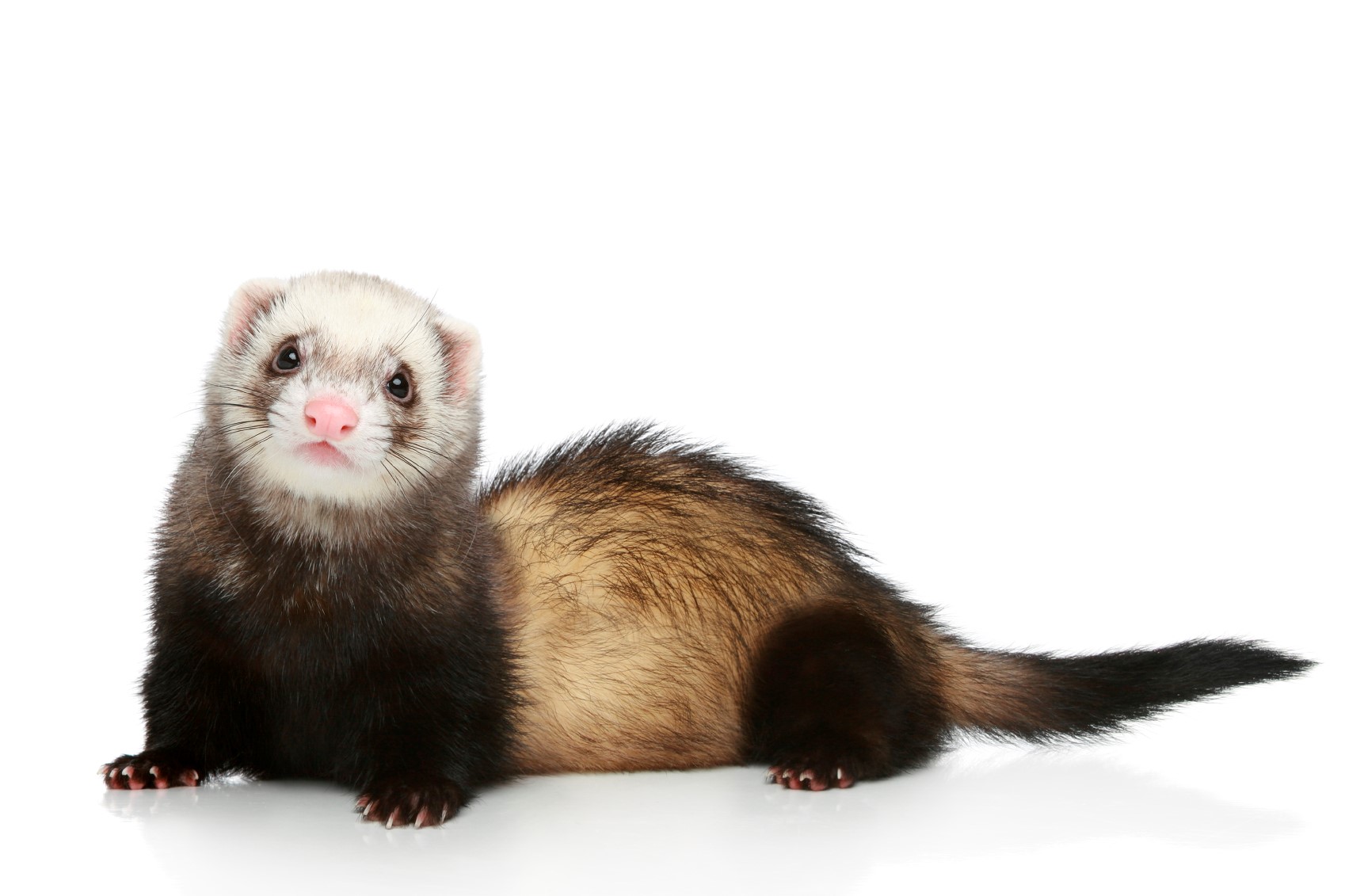 Clinical Disease not Observed in Ferrets Inoculated with SARS-CoV-2