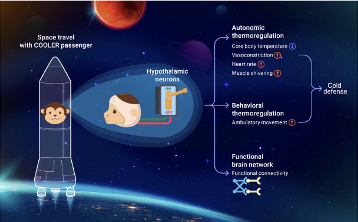 Human Torpor? Activating Excitatory Neurons in the Hypothalamus Induces Hypothermia in NHPs