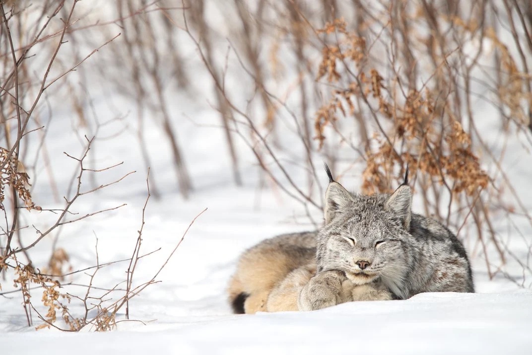 Canadian Lynx Lives up to Its Reputation of Being a “Lazy Cat” While Effectively Minimizing Energy Expenditure