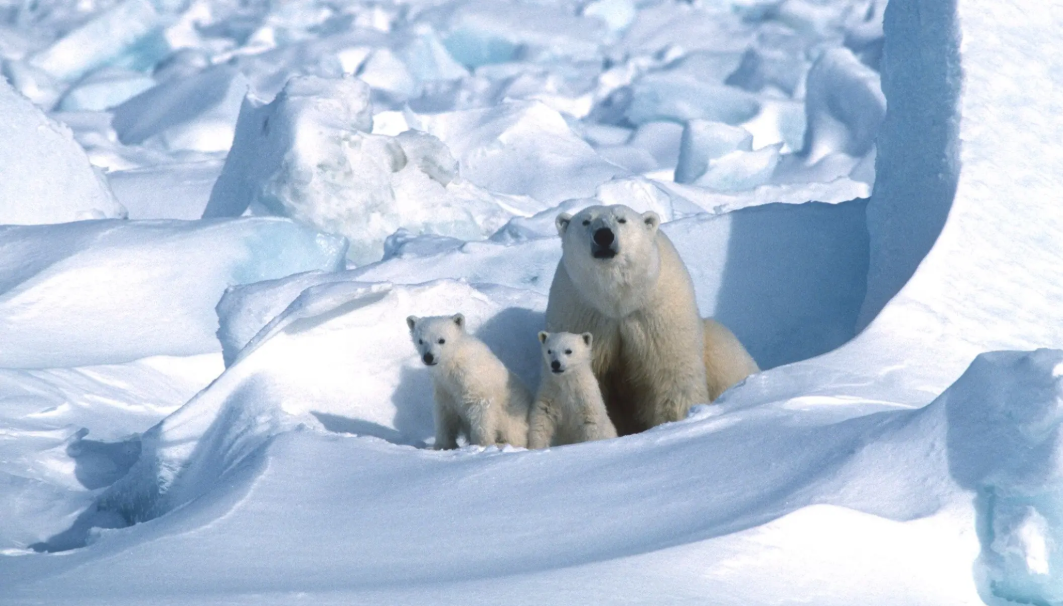 First-Ever One-Year Heart Rate Recordings from Wild Polar Bears