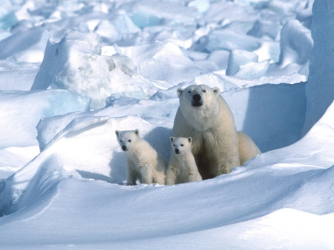 First-Ever One-Year Heart Rate Recordings from Wild Polar Bears