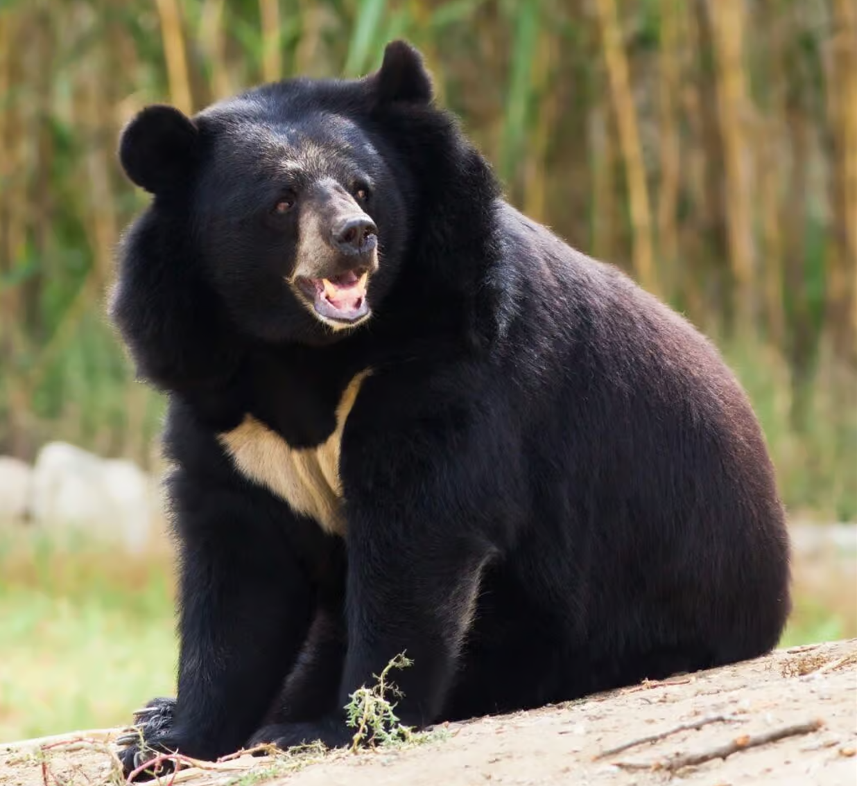 Seasonal and Rhythmic Shifts in Heart-Rate in Hibernating Japanese Black Bears