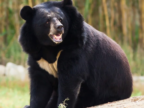 Seasonal and Rhythmic Shifts in Heart-Rate in Hibernating Japanese Black Bears
