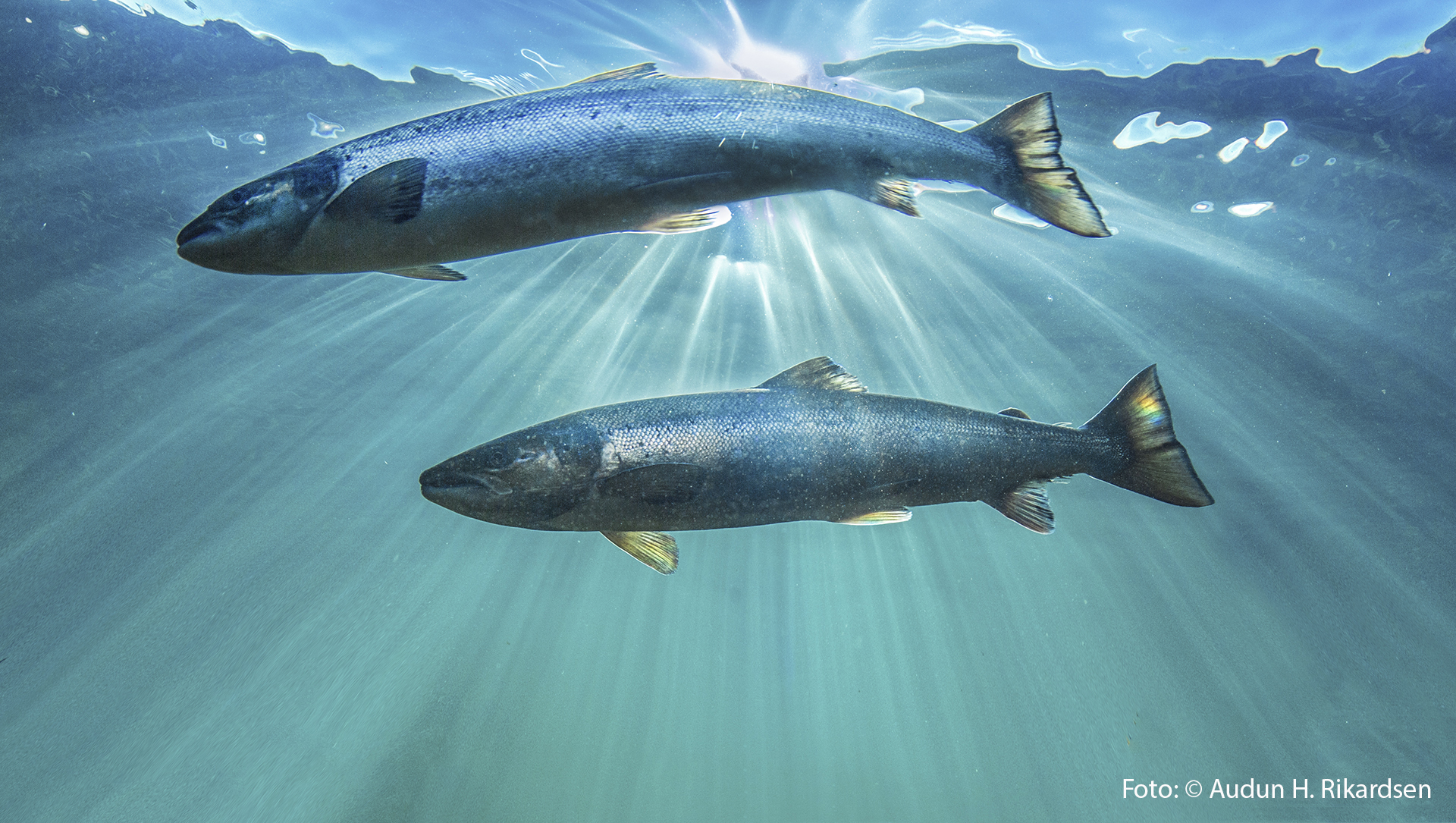 Diving Depth of Migrating Atlantic Salmon