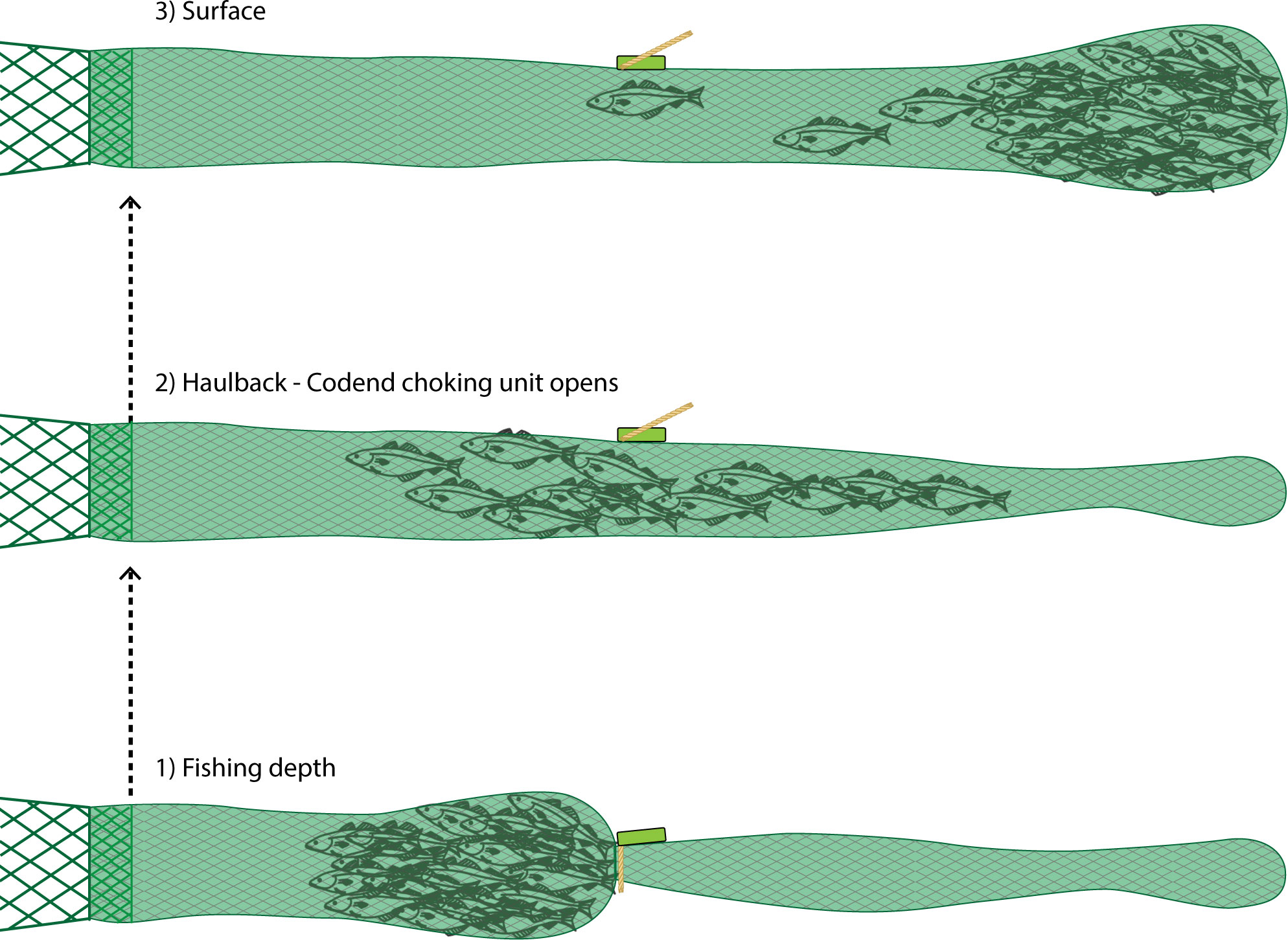 Successful Novel Catch Limitation System for the Deep-Sea Blue Whiting Fishery