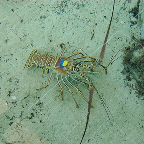 Unnatural Light at Night Has no Effect on Heart Rate or Activity in  Caribbean Spiny Lobster