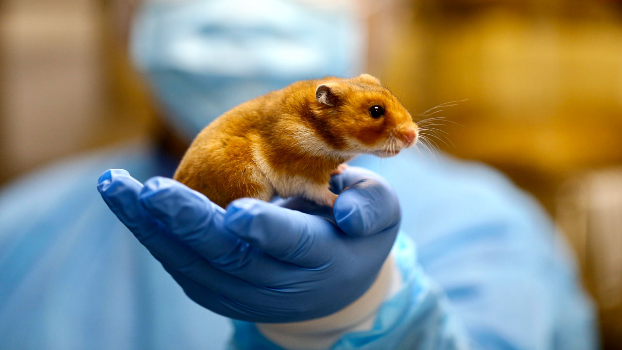 Syrian Hamsters Show Drop in Temperature Post-Infection with H1N1