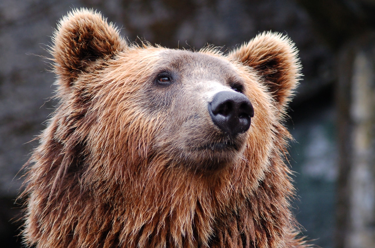 Japanese Black Bears Demonstrate Higher Heart Rate than Scandinavian Brown Bears During Hyperphagia