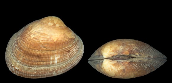 Varying Salinity Levels Affects Clam’s Activity and Behaviour