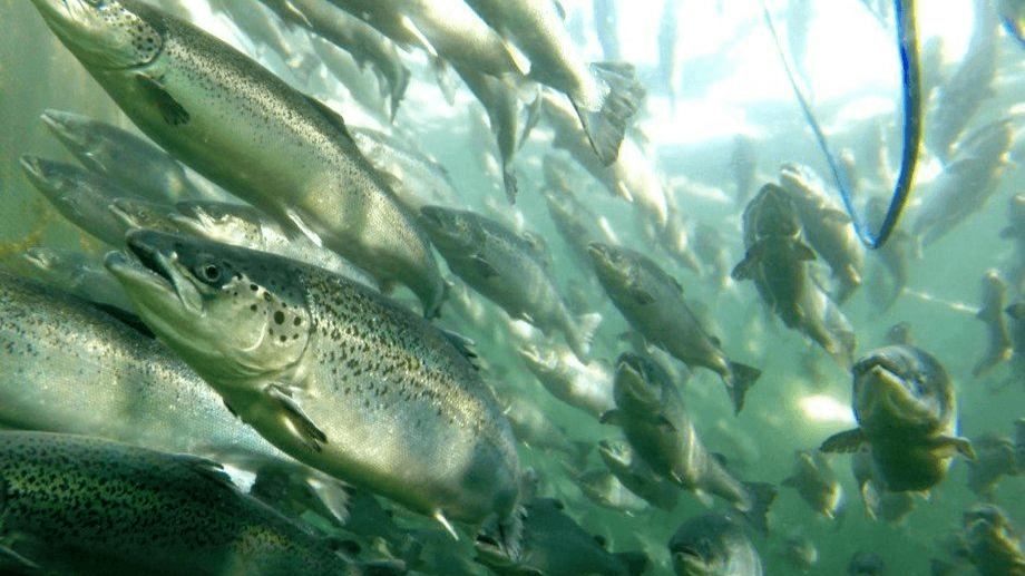 Heart Rate, Acceleration and Blood Sampling Used to Evaluate Stress and Welfare in Aquaculture