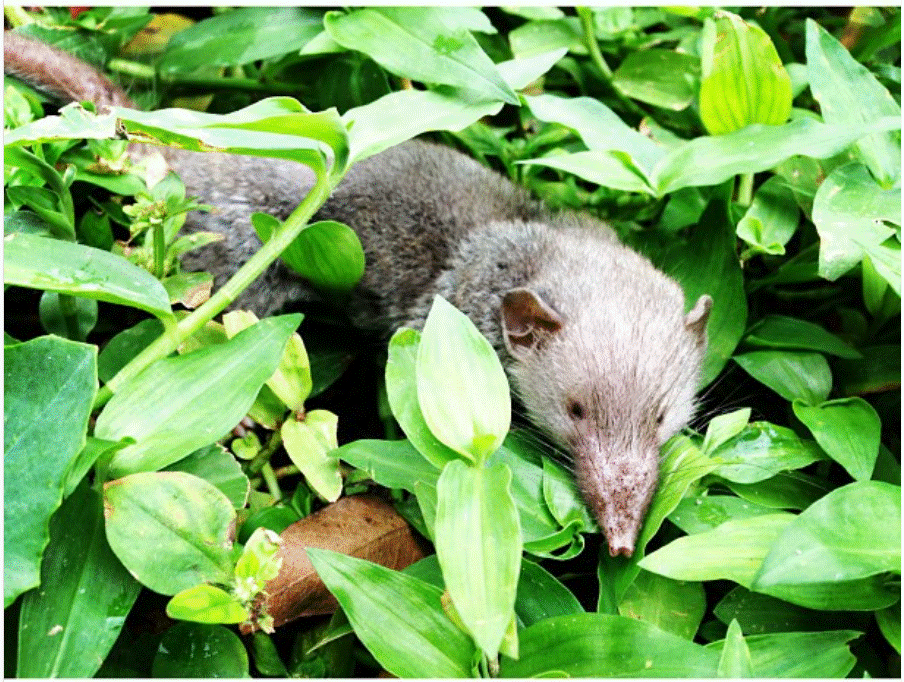 Is the House Shrew Novel Animal in Torpor and Hibernation Studies?