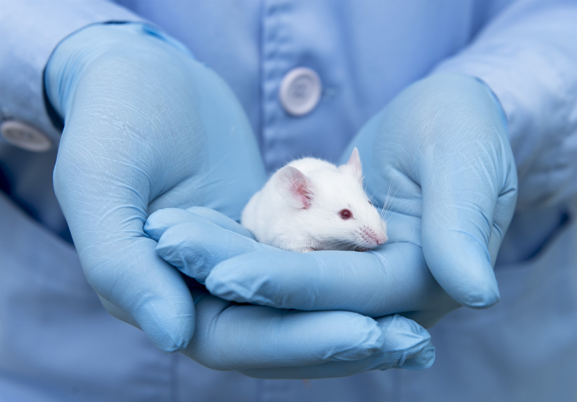 The Brain's Circadian Clock Plays a Central Role in Torpor Timing