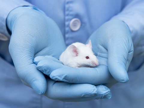 The Brain's Circadian Clock Plays a Central Role in Torpor Timing