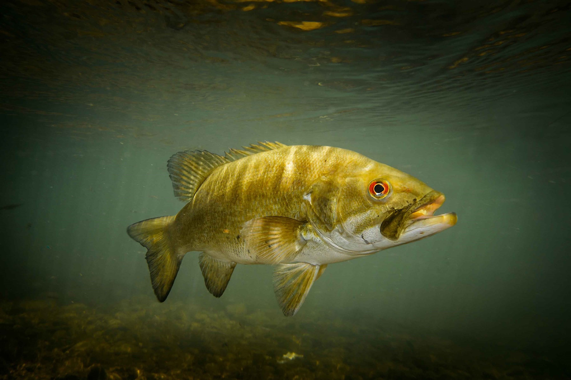 No Effect on Cardiac Performance with Impairment of Blood Flow in Male Smallmouth Bass 