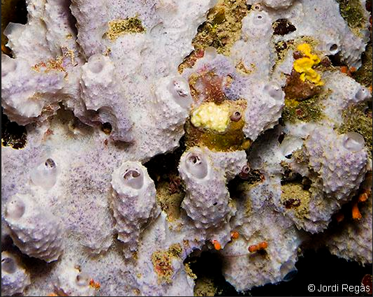 Measuring Marine Carbon Fluxes with Greater Precision