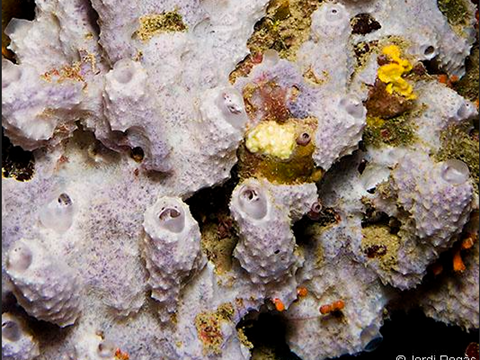 Measuring Marine Carbon Fluxes with Greater Precision