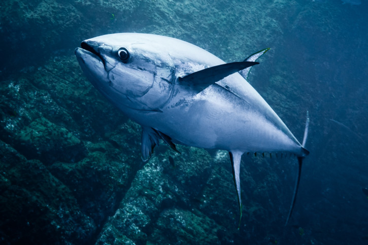 Novel Procedure&#160;For Implanting Bio-Loggers In Atlantic Bluefin Tuna
