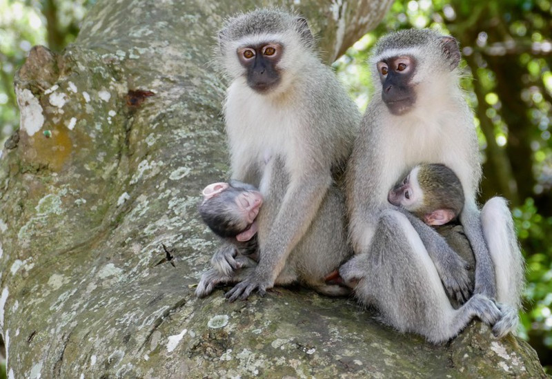 Timing of Birth in Primates Can Be Detected with Distinct Post-Partum Hyperthermia