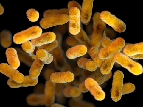 Implantable Loggers Reveal Physiological Signatures of Pertussis Infection