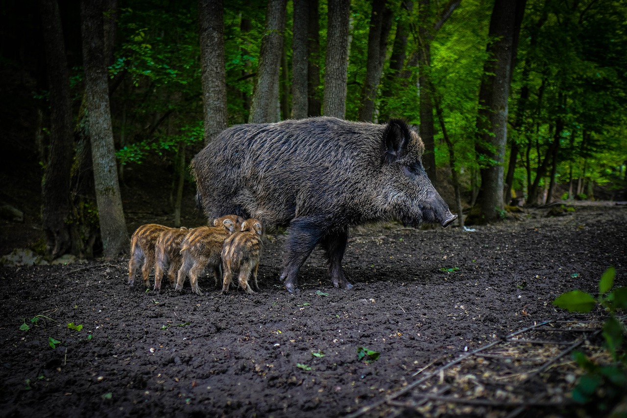 Unlike Other Large Ungulates, Wild Boar Heart Rate Peaks in Early Spring