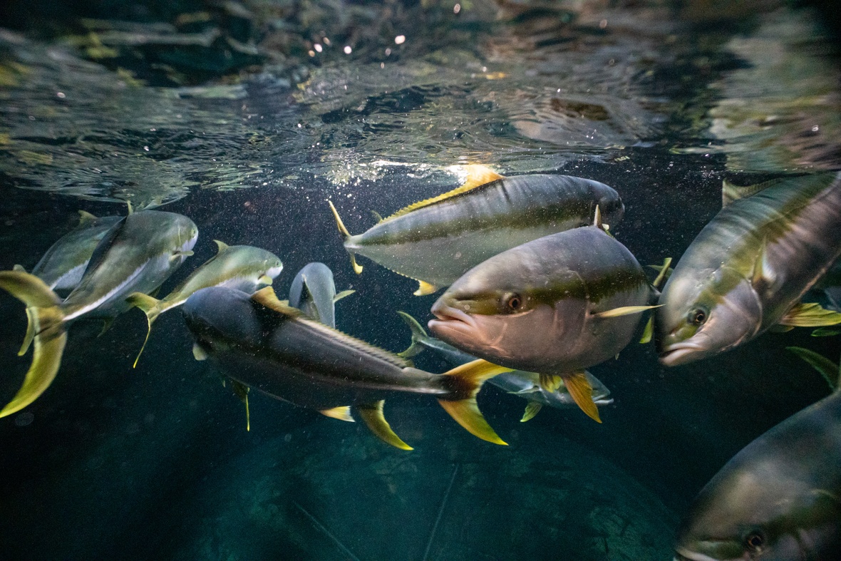 Very High Heart Rate and Acceleration in Fast Swimming Yellowtail Kingfish